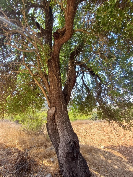 קובץ:2024-10-07T10 21 30.626394916701.jpg