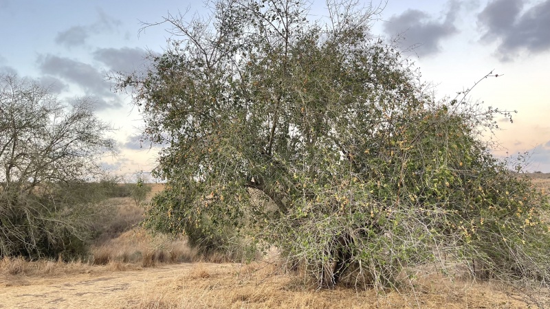 קובץ:2024-10-08T18 16 51.150930476542.jpg