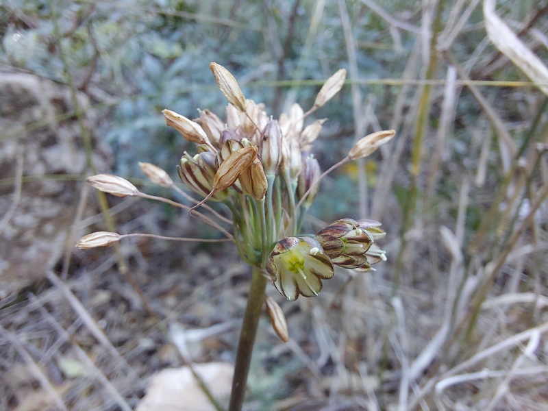 קובץ:2024-10-25T09 30 50.399969894871.jpg