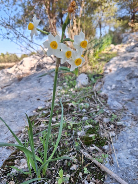 קובץ:2024-11-30T10 43 51.542946510286.jpg