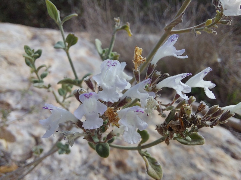 קובץ:2024-12-13T10 16 42.584767954808.jpg