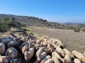 תמונה ממוזערת לגרסה מתאריך 08:53, 1 בינואר 2025