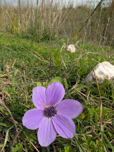 קובץ:2025-01-17T11 54 38.042412287223.jpg