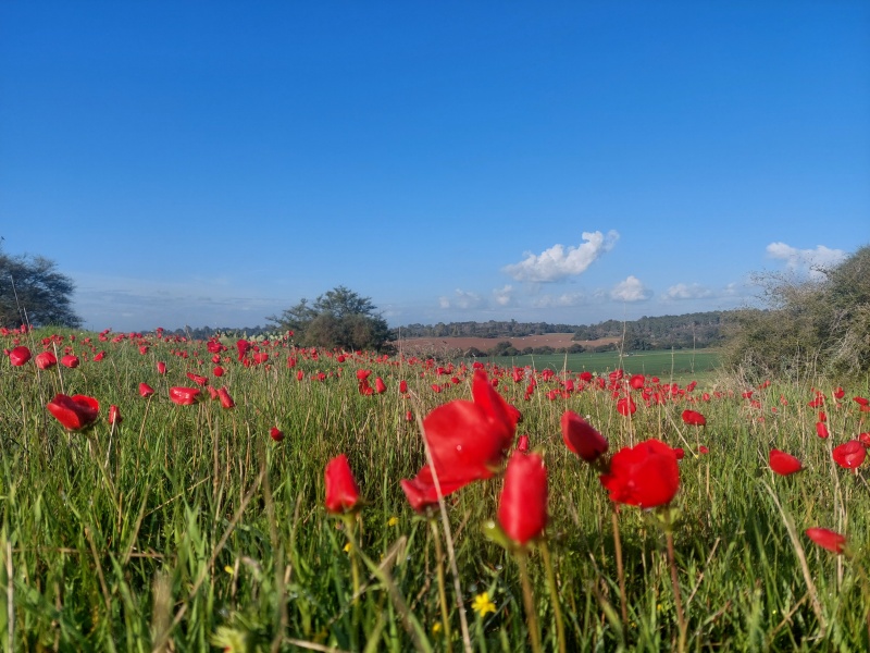 קובץ:2025-02-01T09 24 56.911847210254.jpg