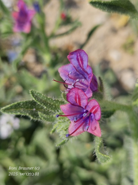 קובץ:2025-02-01T11 09 30.621513708912.jpg