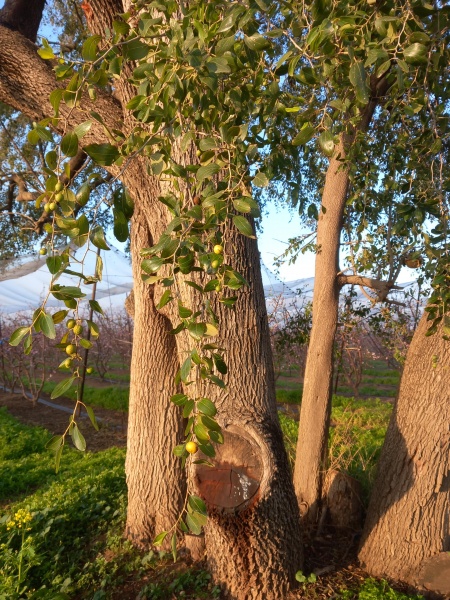 קובץ:2025-02-17T07 06 55.216692342550.jpg