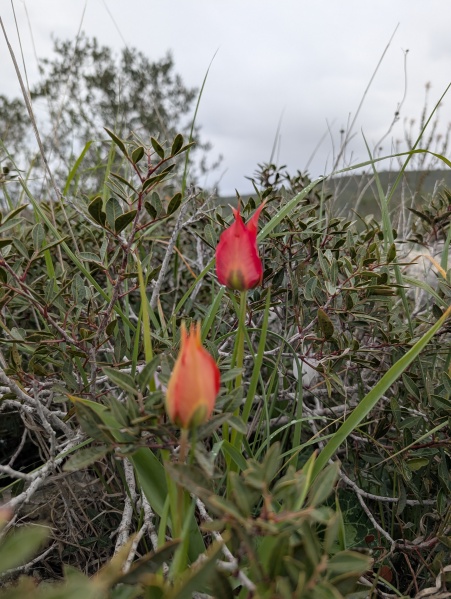 קובץ:2025-02-21T12 15 49.478639926615.jpg