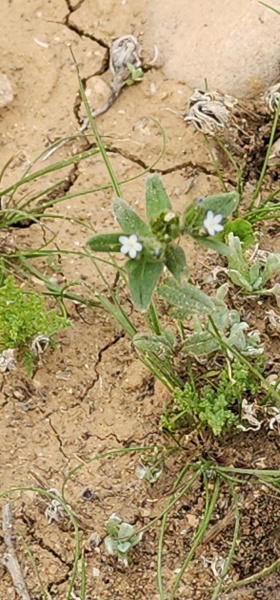 קובץ:2025-03-04T16 11 07.274519617296.jpg