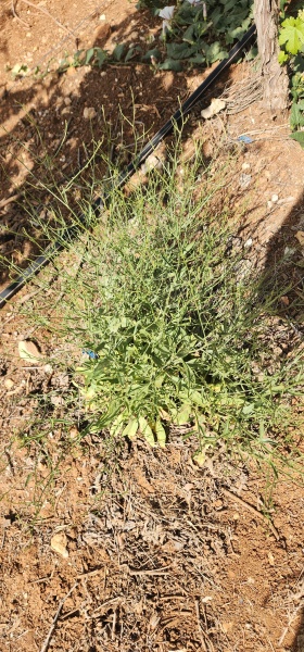 קובץ:2025-04-27T15 35 28.360518348044.jpg