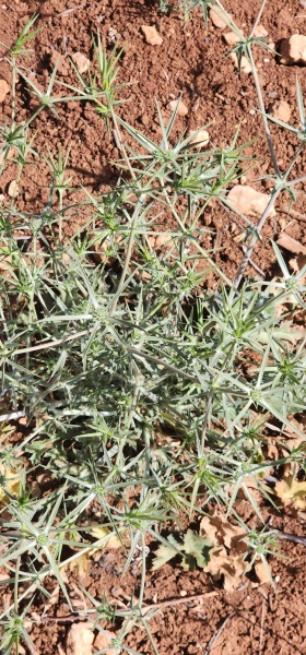 קובץ:2025-04-27T15 42 57.808623436687.jpg