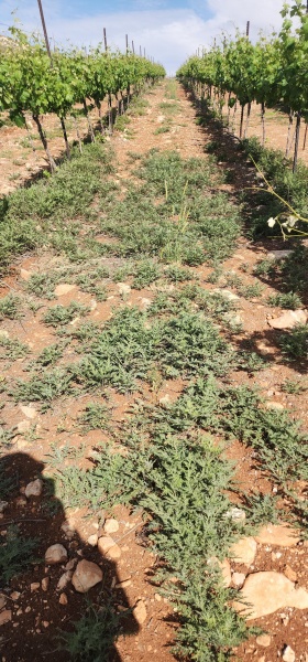 קובץ:2025-04-27T15 52 09.186654533100.jpg