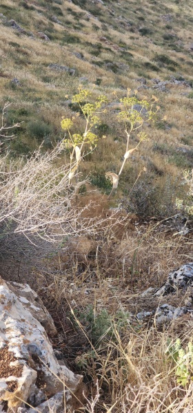 קובץ:2025-04-27T16 33 25.80570387666.jpg
