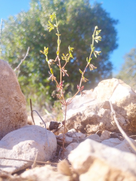 קובץ:2025-04-27T18 44 37.263505262899.jpg
