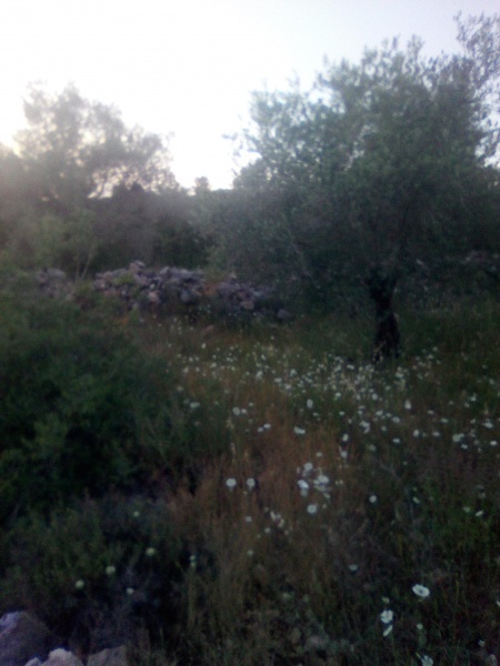 קובץ:2025-04-29T18 57 00.979855199596.jpg