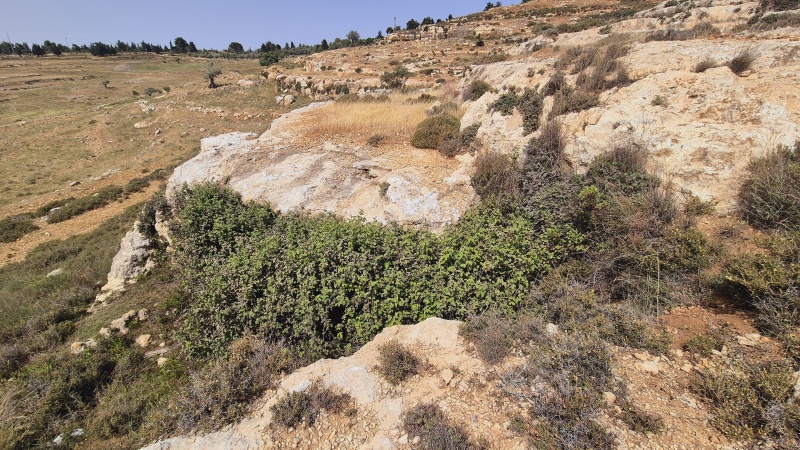 קובץ:2025-04-30T10 31 26.18584746143.jpg