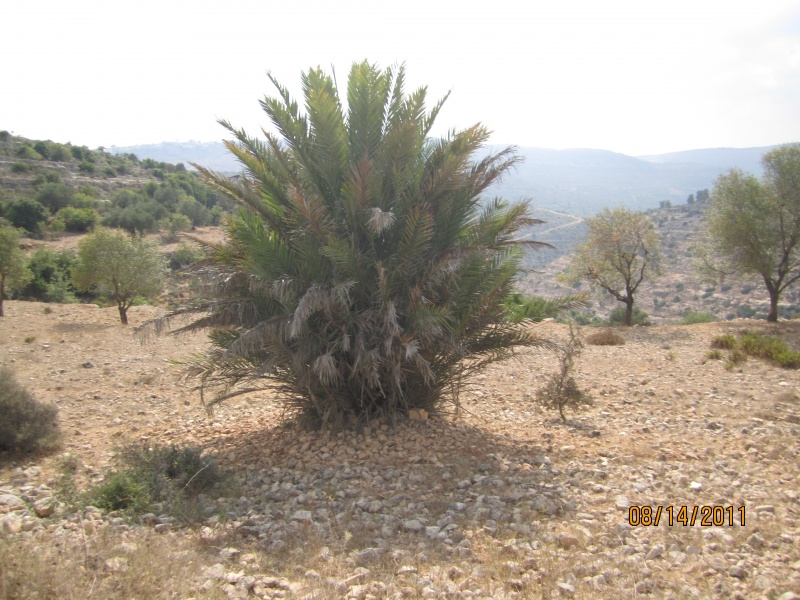 קובץ:21.8.11 083.jpg