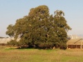 תמונה ממוזערת לגרסה מתאריך 15:44, 31 בדצמבר 2015