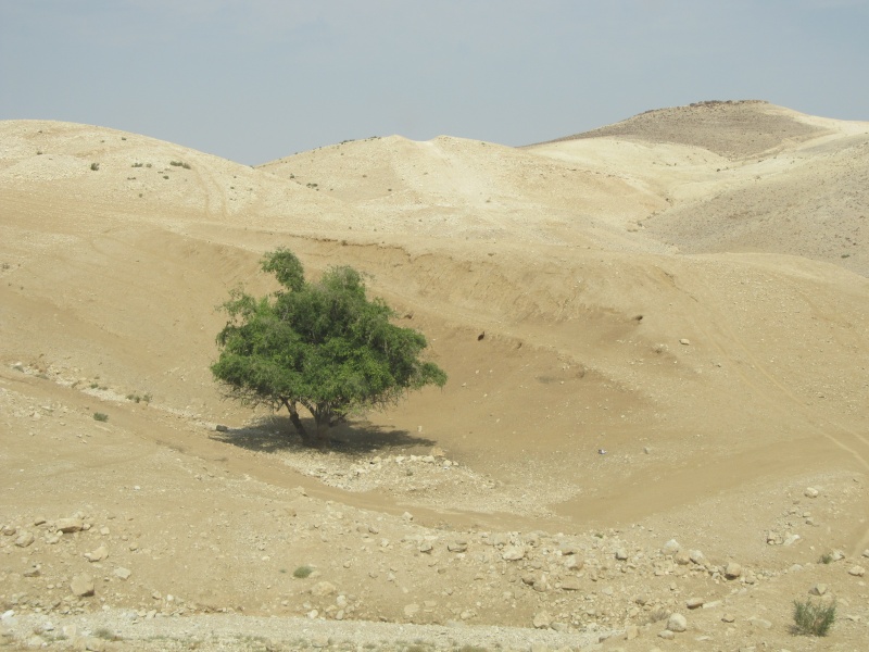 קובץ:5673333345.JPG