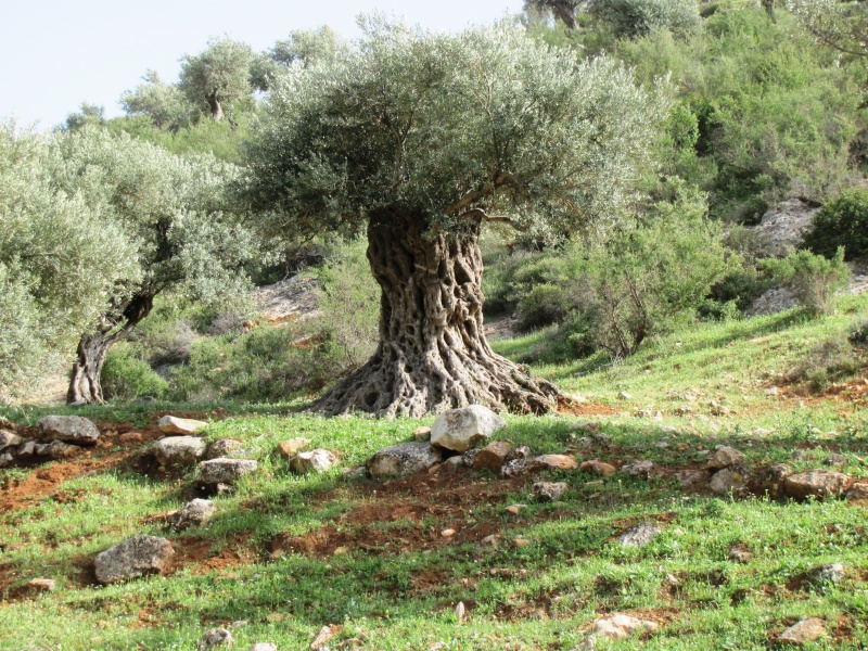 קובץ:70.JPG