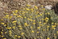 Achillea falcata0 2020.JPG