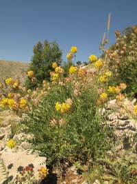 Astragalus ehrenbergerii95 257.JPG