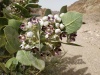 Calotropis procera 2020.jpg