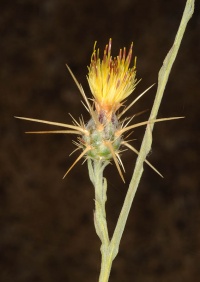 Centaurea solstitialis0 257.JPG