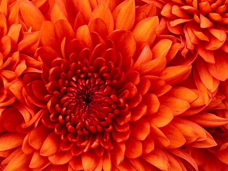 קובץ:Chrysanthemum.jpg