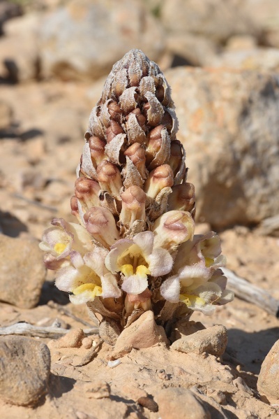 קובץ:Cistanche fissa 2019.JPG