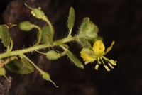 Cleome chrysantha19 2017.JPG