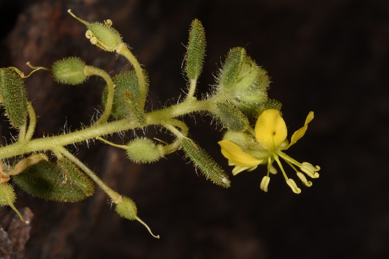 קובץ:Cleome chrysantha19 2017.JPG