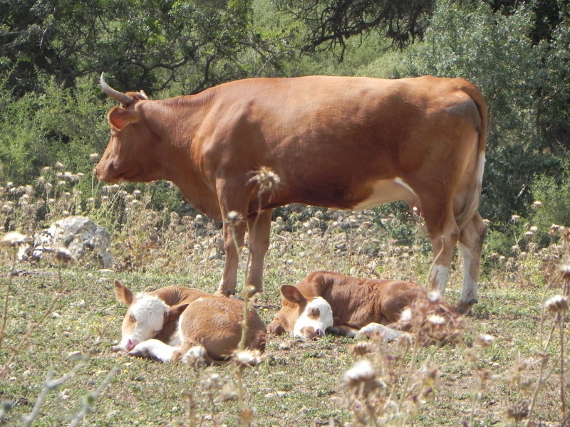 קובץ:Cows.JPG