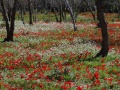 תמונה ממוזערת לגרסה מתאריך 15:09, 9 בפברואר 2012