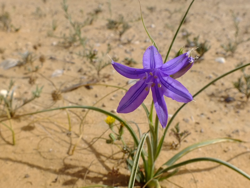 קובץ:DSCF0314 כחלית ההרים.JPG