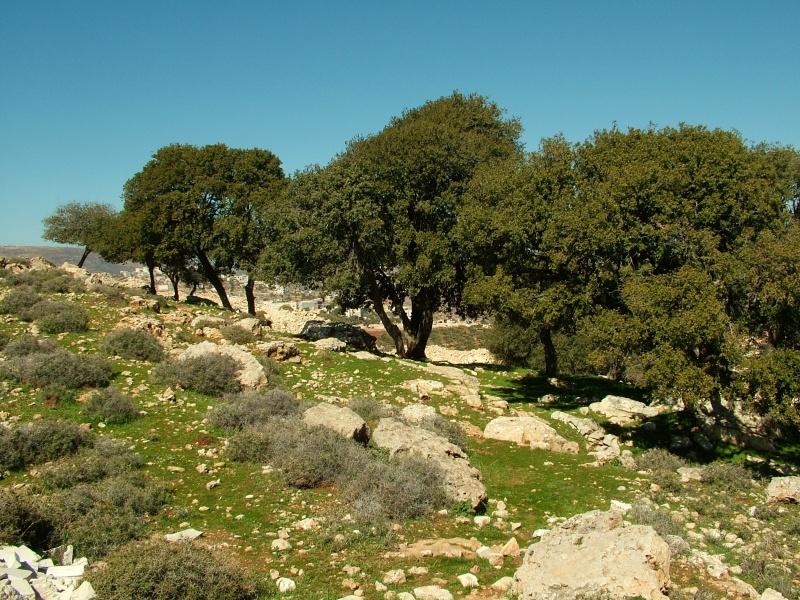 קובץ:DSCF2963.JPG