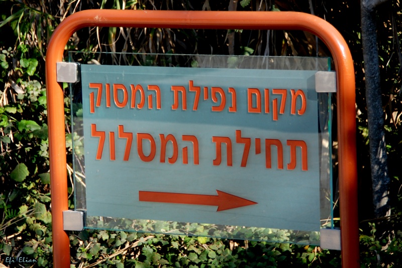 קובץ:DSC 5961 efi elian.jpg