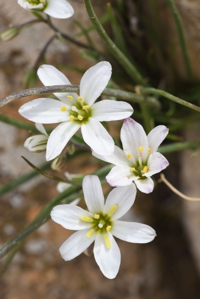 קובץ:Gagea libanotica77.jpg