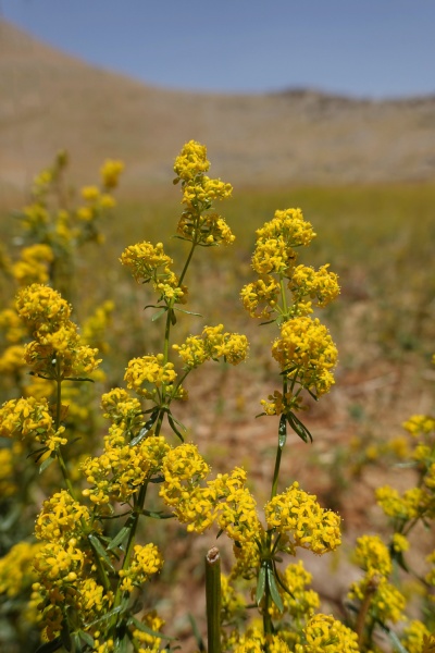 קובץ:Galium verum 2020.JPG