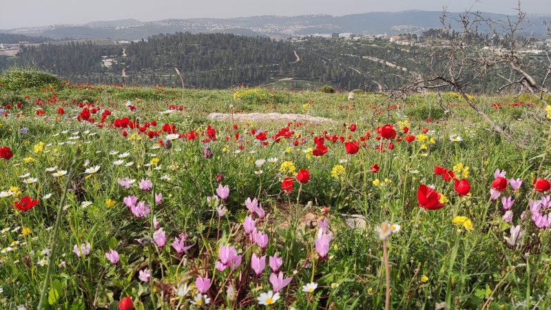 קובץ:Har-eitan1.jpg