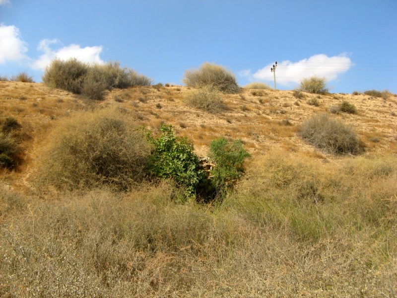 קובץ:IMG 0792.JPG