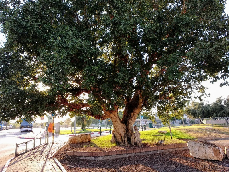 קובץ:IMG 20190814 181839.jpg