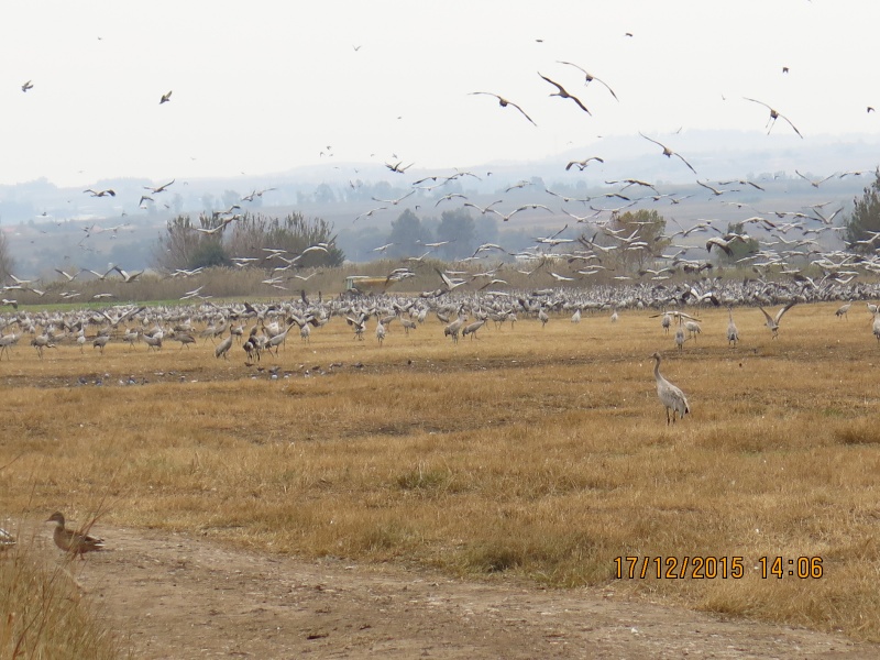 קובץ:IMG 4986.JPG