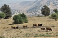 תמונה ממוזערת לגרסה מתאריך 11:06, 15 בספטמבר 2019