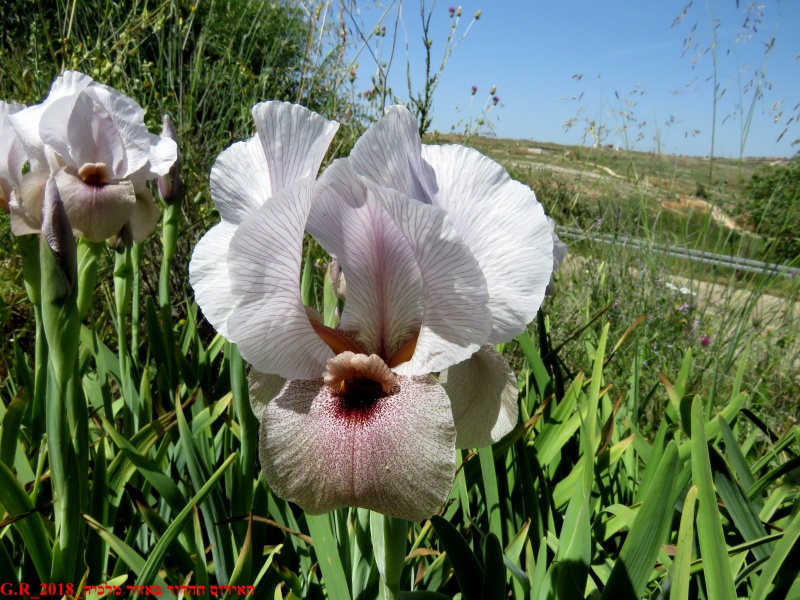 קובץ:IRIS.jpg