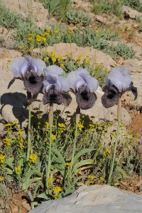 Iris westii82 244.JPG