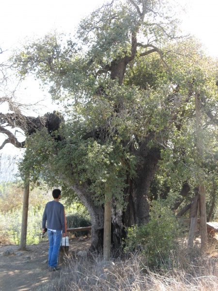 קובץ:Oaktree 0538.JPG