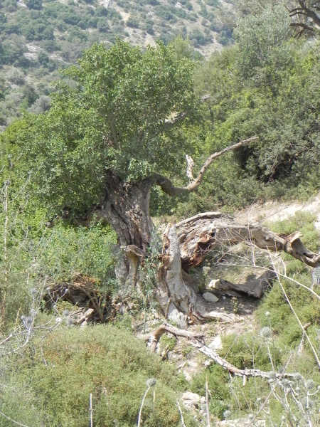 קובץ:Old tree.JPG