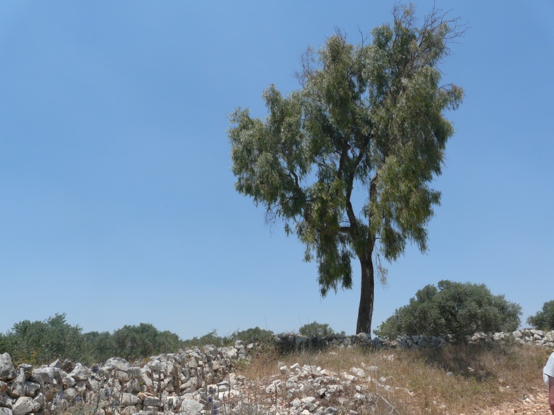 קובץ:P1110700.JPG