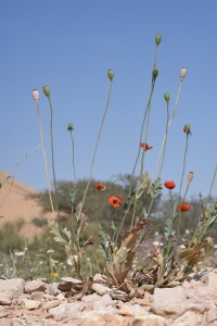 Papaver decaisnai60 2019.JPG