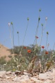 תמונה ממוזערת לגרסה מתאריך 14:00, 12 בפברואר 2022